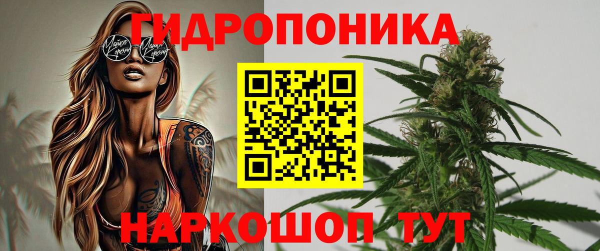 Бошки Шишки семена Курчалой